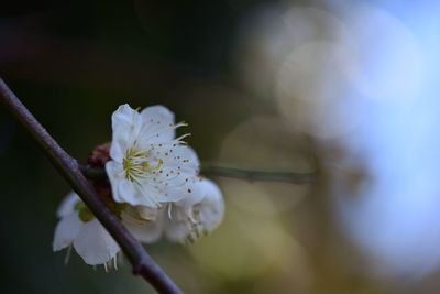 Close-up of white flowers