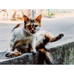 Portrait of cat relaxing on street