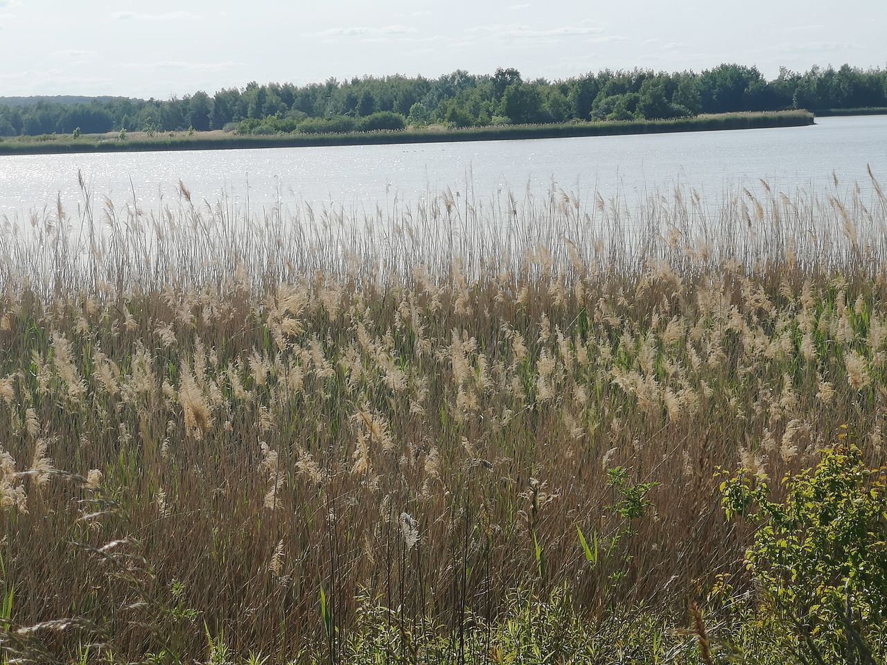 SCENIC VIEW OF LAKE