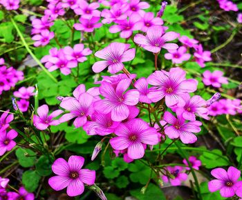 High angle view of pink flowering plants