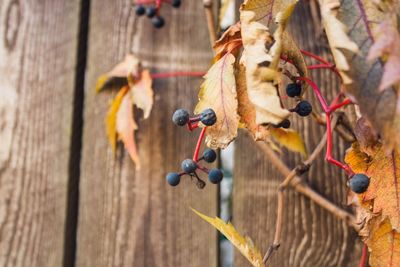 Close-up of fruits hanging on rope