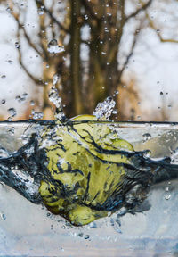 Close-up of turtle in puddle