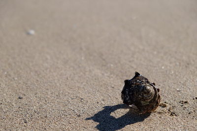 High angle view of shell on sand