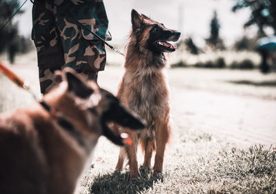 Dog standing on field