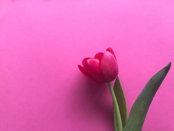 Close-up of pink tulip flower against red background