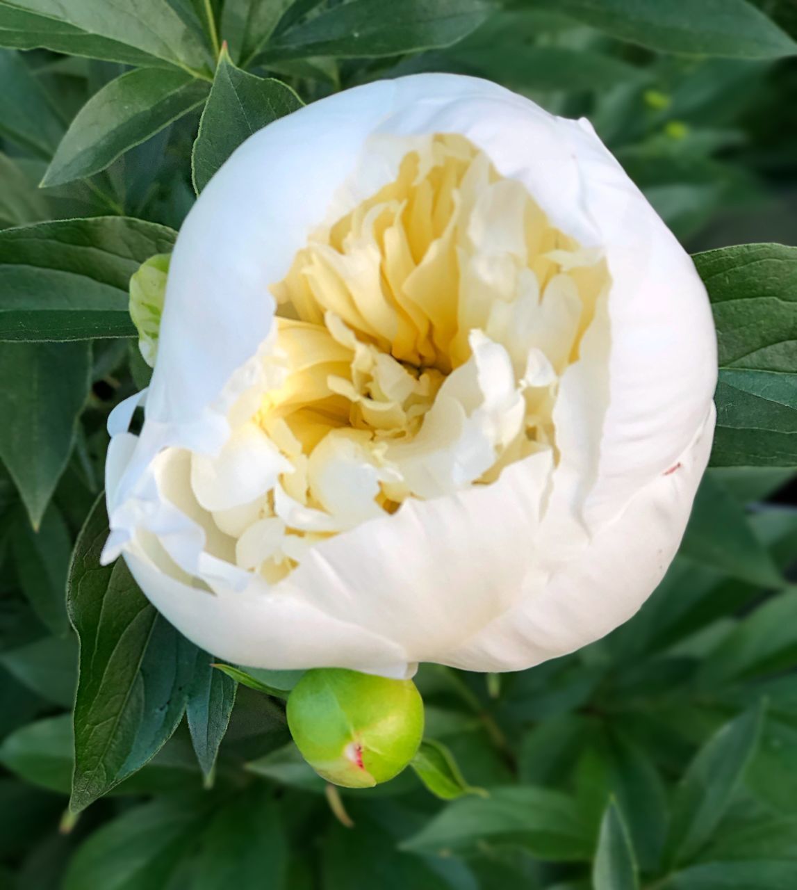 CLOSE-UP OF WHITE AND YELLOW ROSE FLOWER