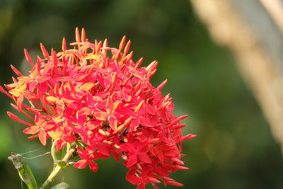 Close-up of red rose flower in park