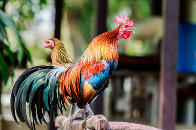 Close-up of rooster