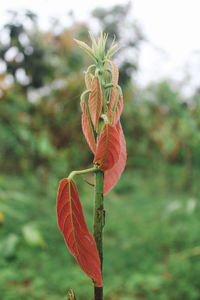 Close-up of red flowering plant on field