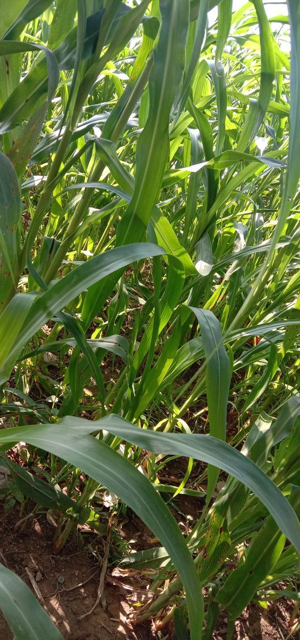 CLOSE-UP OF PLANT GROWING ON FIELD