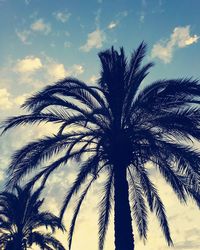 Low angle view of palm trees against sky