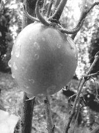 Close-up of plant against blurred background