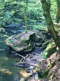 Aerial view of river amidst trees in forest