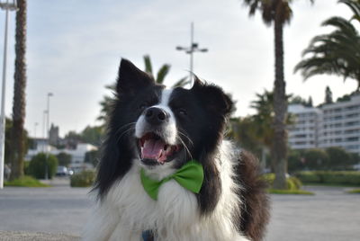 Bow tied border collie