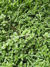 Full frame shot of plants growing on field