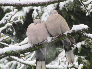 Low angle view of bird perching on tree