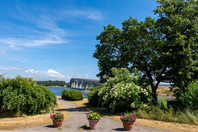 Scenic view of flowering plants by trees against sky