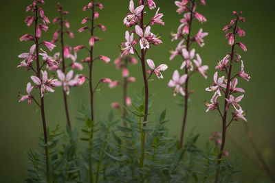 Close-up of pink flowering plants