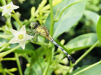 Close-up of butterfly pollinating on flower