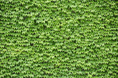 Ivy leaves all over the wall