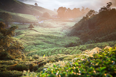 Scenic view of landscape against sky