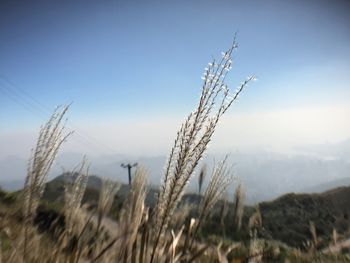 Close-up of plants on field against sky