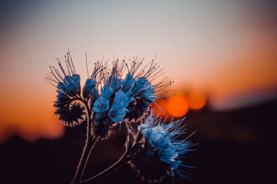 Close-up of wilted plant during sunset