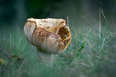 Close-up of mushroom growing on field