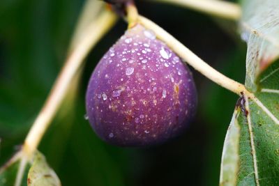 Close-up of wet fruit on plant