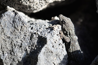 Close-up of a rock