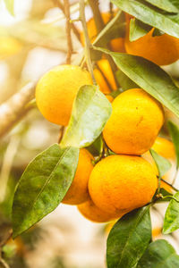 Close-up of oranges growing on tree