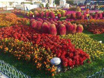 Colorful tulips in park