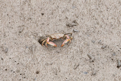 High angle view of crab on sand