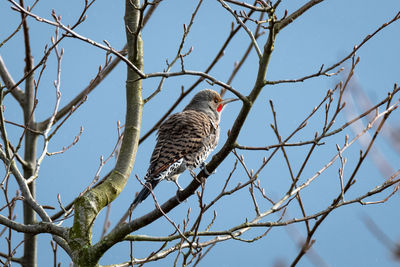 Low angle view of bird perching on branch