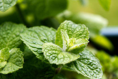 Close-up of green leaves