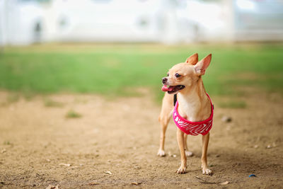 Close-up of dog