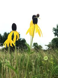 Close-up of yellow flower blooming in field against clear sky