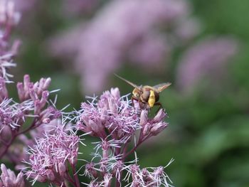 Close-up of insect on pink flower