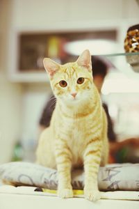 Close-up portrait of cat sitting