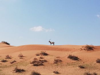 Oryx on sand in desert against sky