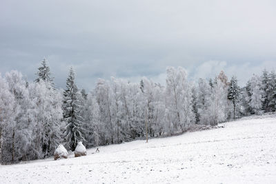 Snow covered pine trees against sky