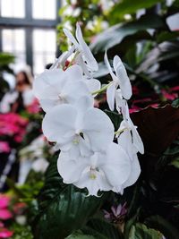 Close-up of white flowering plant