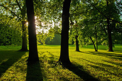 Trees in park