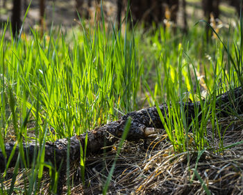 Close-up of lizard on grass