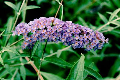 Close-up of butterfly on plant