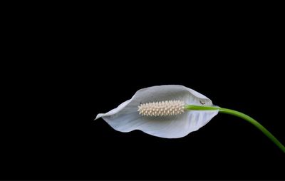 Close-up of white flower against black background