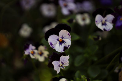 Close-up of purple flowering plant