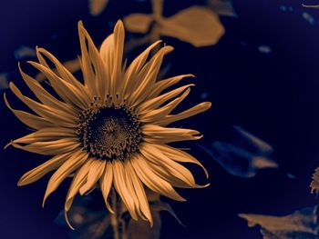 Close-up of daisy flower