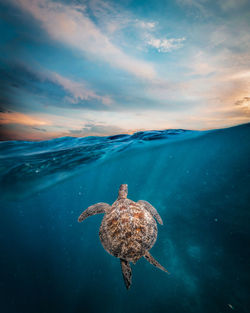 Full length of turtle swimming in sea during sunset