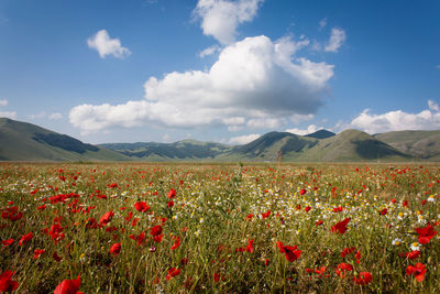 Close-up of red flowers growing in field